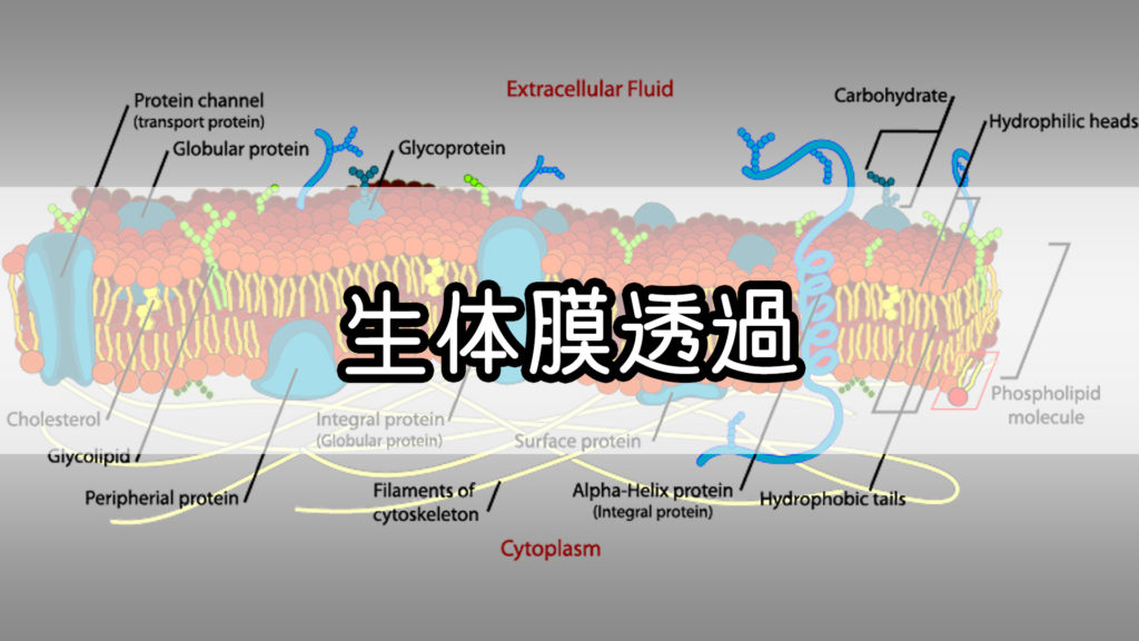 『生体膜透過』のゴロ・覚え方 Gorori ゴロ理