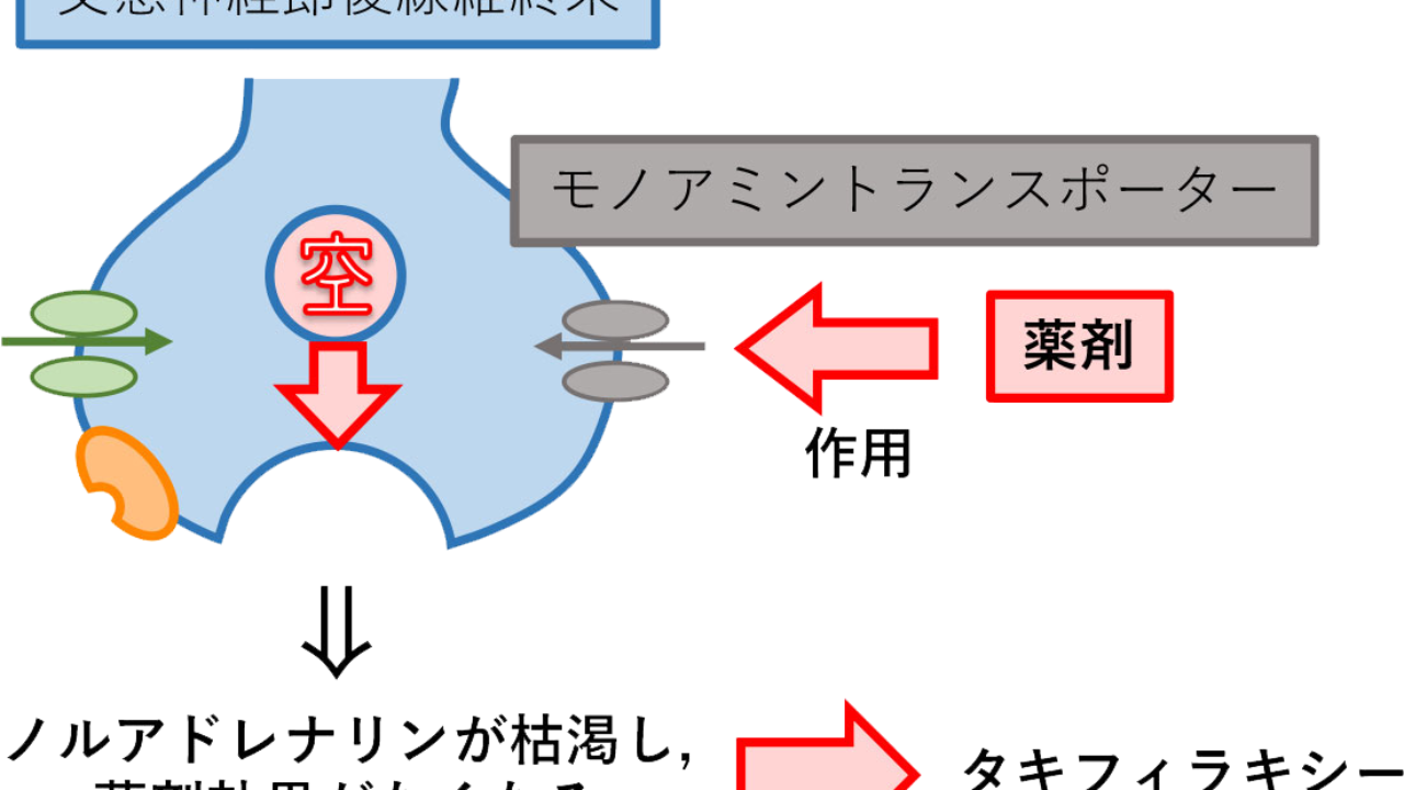 タキフィラキシー のゴロ 解説 Gorori ゴロ理