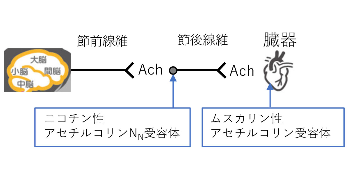 副交感神経 アセチルコリン受容体 の解説 Gorori ゴロ理