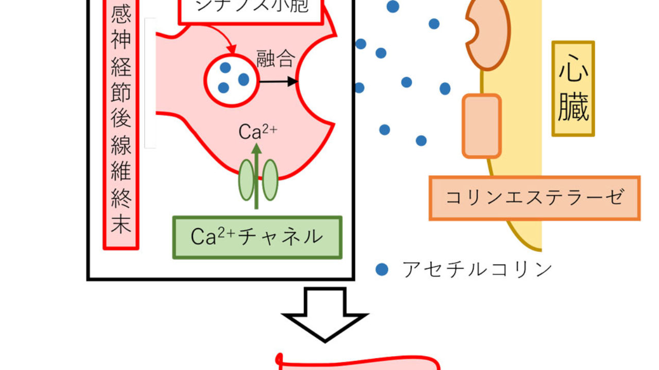 副交感神経 アセチルコリン受容体 の解説 Gorori ゴロ理
