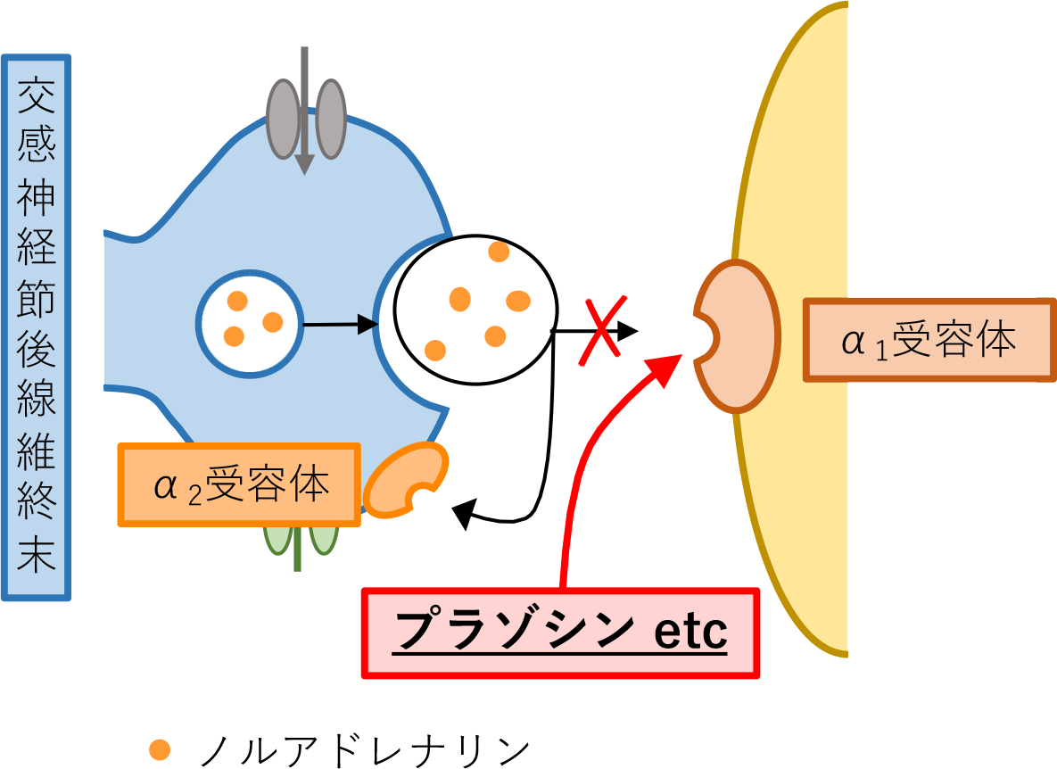 選択的アドレナリンa1受容体遮断薬 のゴロ 覚え方 Gorori ゴロ理