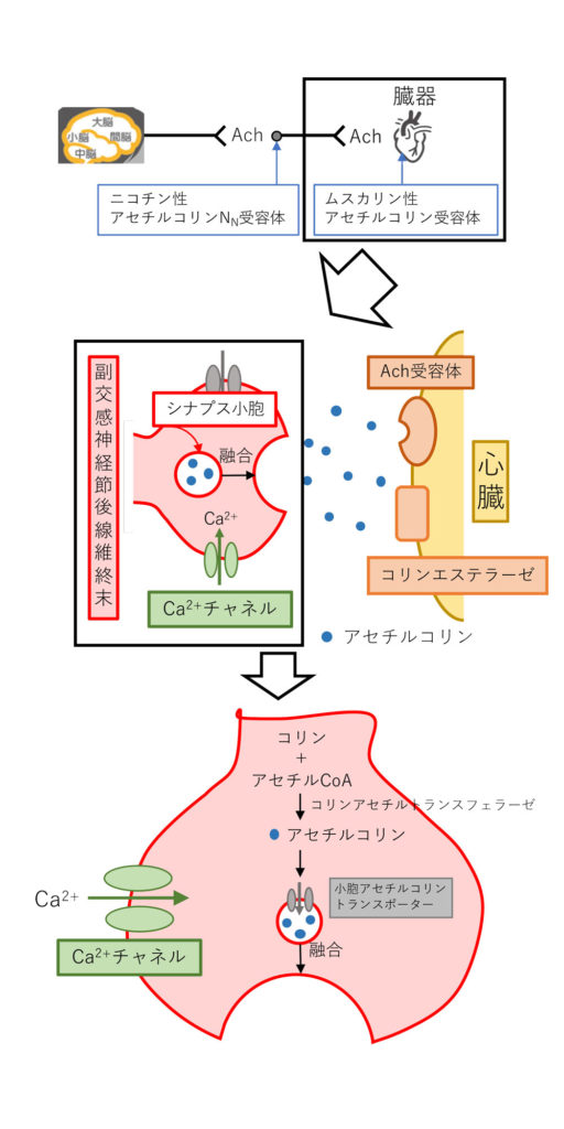 『副交感神経・アセチルコリン受容体』の解説 | Gorori -ゴロ理-