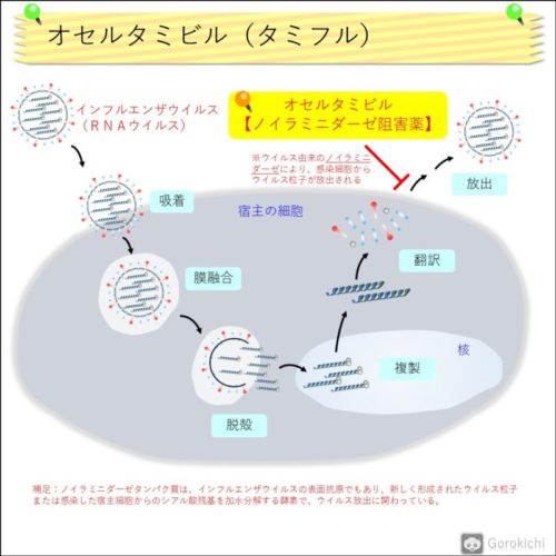 タミフル（オセルタミビル）の特徴・作用機序