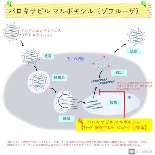 ゾフルーザ（バロキサビル マルボキシル）の特徴・作用機序