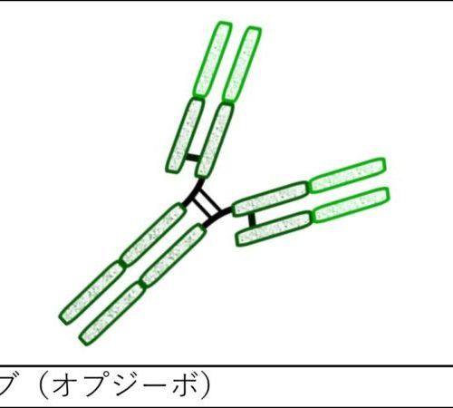 オプジーボ（ニボルマブ）の特徴・作用機序