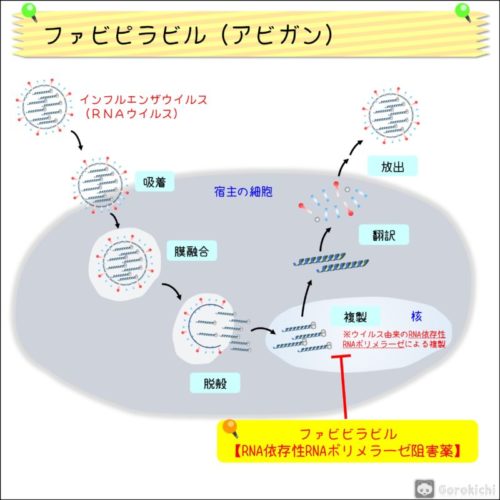 アビガン（ファビピラビル）の特徴・作用機序