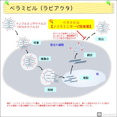 ラピアクタ（ペラミビル）の特徴・作用機序