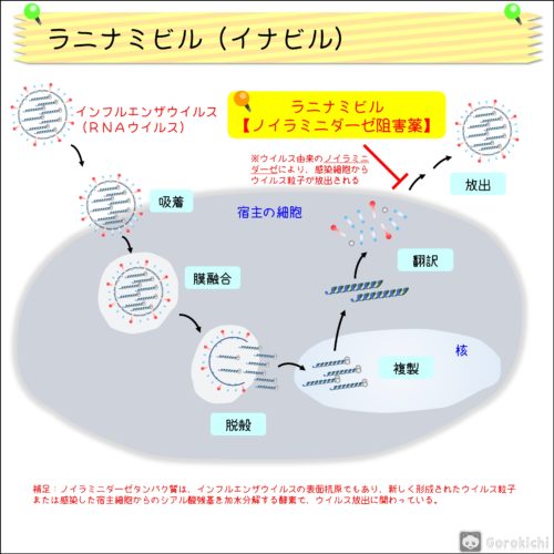 イナビル（ラニナミビル）の特徴・作用機序