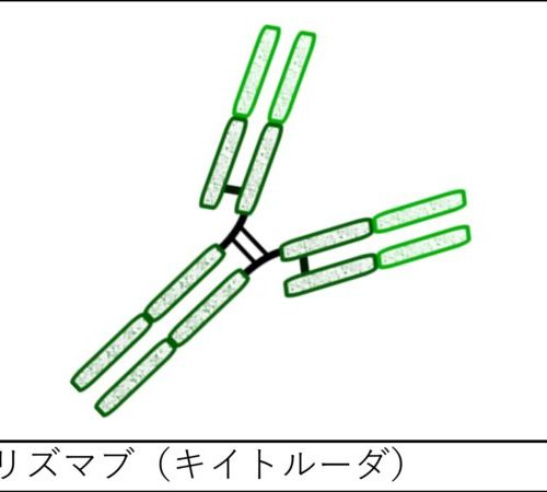 キイトルーダ（ペムブロリズマブ）の特徴・作用機序