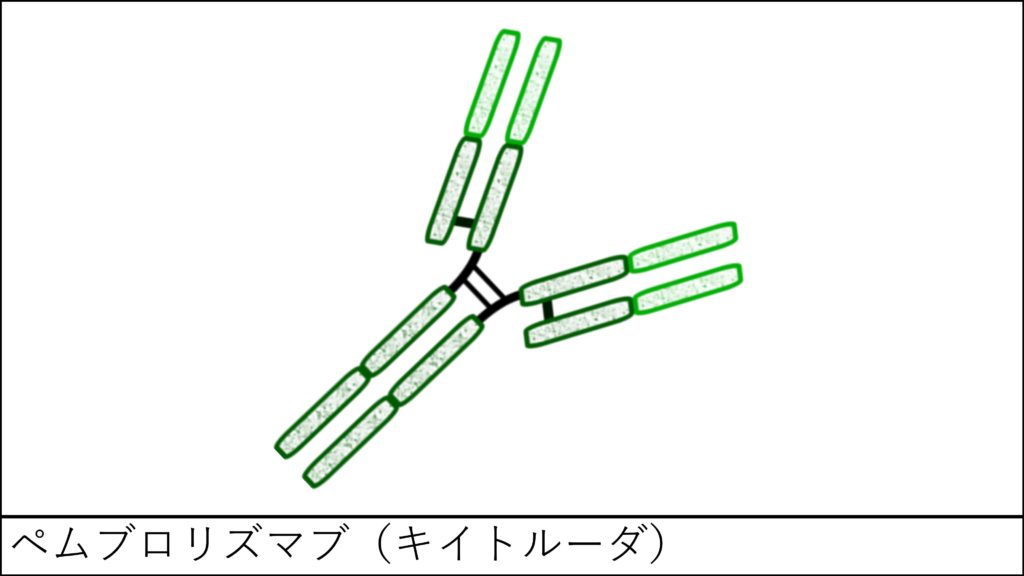 キイトルーダを服用する際の注意点