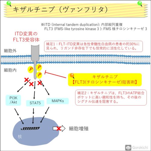 ヴァンフリタ（キザルチニブ）の特徴・作用機序