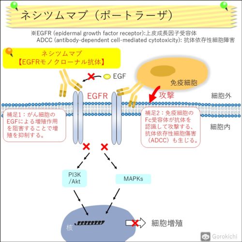 ポートラーザ（ネシツムマブ）の特徴・作用機序
