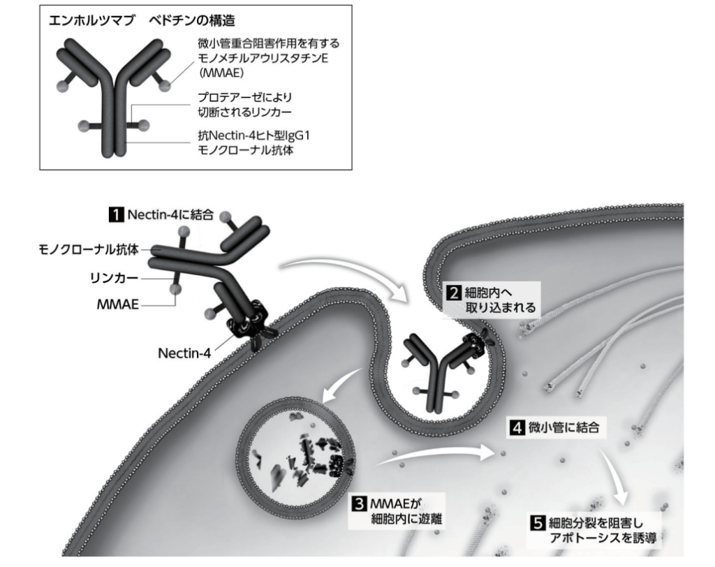 レパサの相互作用