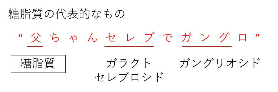 単 糖類 ゴロ